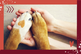 hogar-para-perros3.jpg